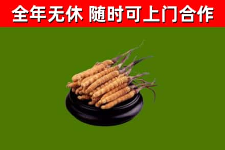 南关回收冬虫夏草